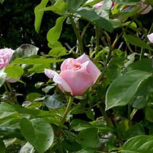 Rosales híbridos de té - Rosa - Frederic Mistral ® - 